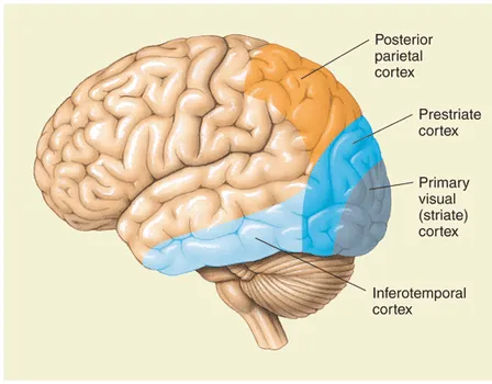 /projects/ml/dl/neural-nets/ch1/
primary-visual.png