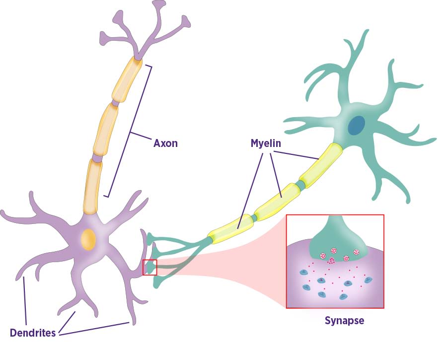 /projects/ml/supervised/classification/perceptron/
synapse.jpg /projects/ml/supervised/classification/perceptron/
synapse.jpg